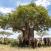 Norsuperhe-Baobab-puun-alla-Tarangire-Tansania