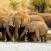 Norsut Pilanesbergissa safariajo Etelä-Afrikassa