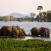 Norsut-juomassa-Shire-joella-Liwonden-kansallispuistossa-Malawi