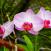 Orkideat-kasvavat-villina-Sri-Lanka