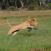 Saalistava leijona Botswanassa safarilla