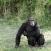 Simpanssi Ol Pejetan suojelualueella Kenia