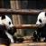 Sympaattiset-pandat-kasvatuskeskuksessa-Chengdu-Kiina