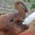 The David Sheldrick Wildlife Trust -säätiö hoitaa orvoiksi jääneitä norsujen poikasia