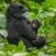 Vuorigorilla-pienokaisen-kanssa-Uganda