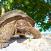 Kilpikonna valkoisella rantahietikolla Seychelleillä