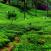 Vehreitä teeviljelmiä Sri Lankassa