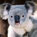 Australian matka koala