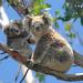 Koalat puussa Australiassa
