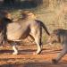 Leijonat-kayskentelevat-Waterberg-Etela-Afrikka