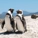 Pingviinipari-Kapkaupunki-Etelä-Afrikka