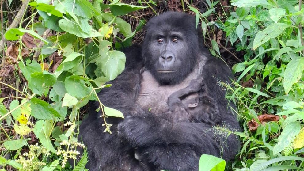 Safarimatka-Ugandaan-ja-Ruanda